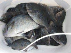 寒グレシーズン到来!?　沖の赤島でフカセ釣り　