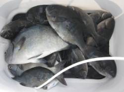 寒グレシーズン到来!?　沖の赤島でフカセ釣…