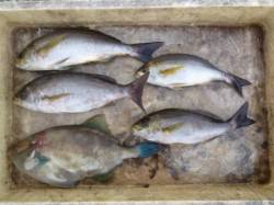 ヒラバエ　カゴ釣りでイサギ＆ウマヅラ