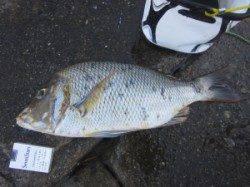 串本の磯　グレ〜36cm10尾　他の人もタマミの釣果