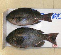 佐波賀地道沿いでグレ32.2cmと29.5cm