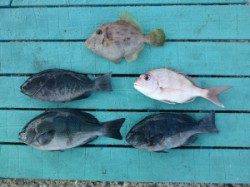 渡船を利用してカゴ釣り〜グレ・カワハギ・イサギ〜