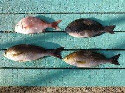 渡船を利用してカゴ釣り〜グレ・カワハギ・イサギ〜