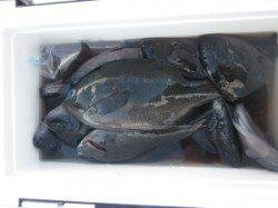 串本東部の磯でフカセ釣り、３０ｃｍ台のグレは５枚ほど