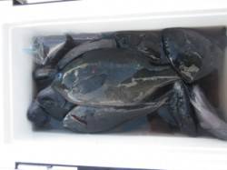 串本東部の磯でフカセ釣り、３０ｃｍ台のグレ…