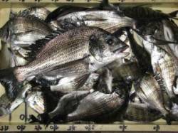 【天気は不安定でした；】久美浜での筏チヌ釣…