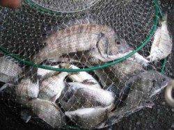 【天気は不安定でした；】久美浜での筏チヌ釣果