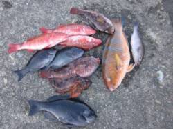 まだエサ取りが多いみたいですが良型グレも釣…