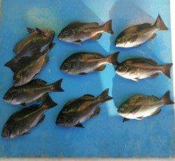 音海磯でグレ30匹オーバーが10匹の釣果☆