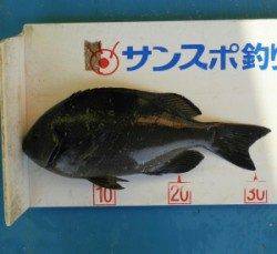 音海磯でグレ30匹オーバーが10匹の釣果☆