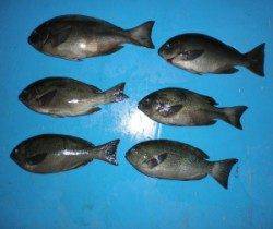 音海磯でフカセ釣り、33.5cmを頭に6匹の釣果