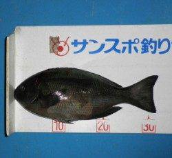 音海磯でフカセ釣り、33.5cmを頭に6匹の釣果