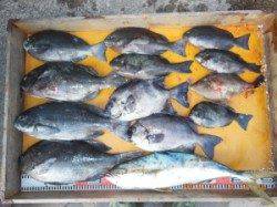 新温泉エリアの磯、フカセで40cmオーバーのグレ3匹！