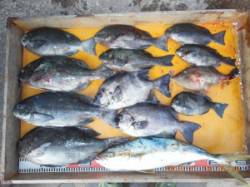 新温泉エリアの磯、フカセで40cmオーバー…