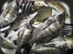 【15日】六本裏カセ、チヌ釣り釣果41cmの良型♪