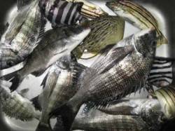 【15日】六本裏カセ、チヌ釣り釣果41cm…