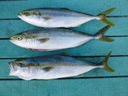 神谷沖一文字内向き、飲ませでハマチ★