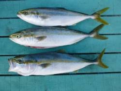 神谷沖一文字内向き、飲ませでハマチ★