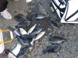 イサギがよく釣れています！双子の子でフカセ釣り