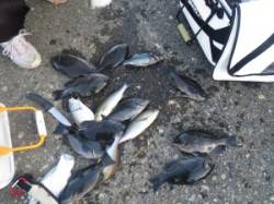 イサギがよく釣れています！双子の子でフカセ…