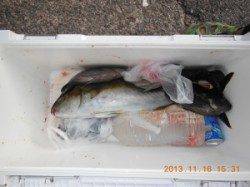 三尾の磯 フカセでヒラマサ・グレ