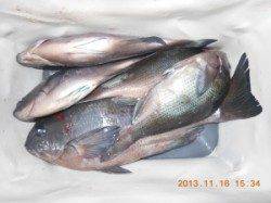 三尾の磯 フカセでヒラマサ・グレ