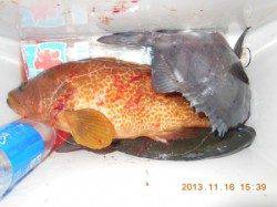 カゴ釣りでアコウ40㎝・フカセでチヌ＆サンバー(^_^)v