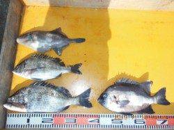 カゴ釣りでアコウ40㎝・フカセでチヌ＆サンバー(^_^)v