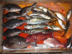 半夜釣りの釣果です(^_^)/ 　茶釜で良…