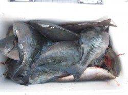 串本の磯　フカセでグレ・イサギの釣果　イサギは1人50尾