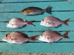 ヒラバエ　カゴ釣りでマダイ＆イサギの釣果