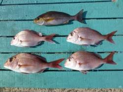 ヒラバエ　カゴ釣りでマダイ＆イサギの釣果