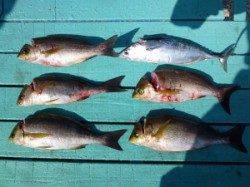 ヒラバエ　カゴ釣りでマダイ＆イサギの釣果