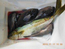 ノコギリ・西肩でのカゴ釣りでヒラマサ