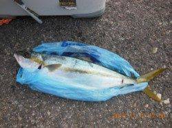 ノコギリ・西肩でのカゴ釣りでヒラマサ