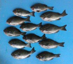 音海磯でグレ33cmを頭に12匹