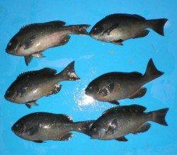 音海磯でグレ33cmを頭に12匹