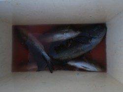 沖の長島でフカセ、風が強かったですがグレ・イサギはボチボチ釣れました