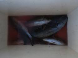 沖の長島でフカセ、風が強かったですがグレ・…