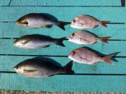 沖一文字内向き、イサギ狙い目です　カゴ釣りでの釣果