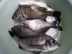 風の冷たい一日でした…宮崎筏でチヌ6枚