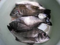 風の冷たい一日でした...宮崎筏でチヌ6枚…