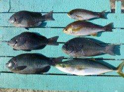 これからのグレ脂がのっておいしいですよ！沖一文字でかご釣り