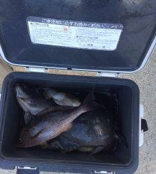 【グレ、ボチボチ釣れています】地のカンゴメでカゴ釣り