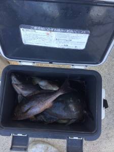 【グレ、ボチボチ釣れています】地のカンゴメ…