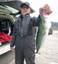 神谷一文字でフカセ釣り、ハマチ釣果