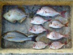 イサギ・小ダイ・マルハゲ！沖一文字でかご釣り