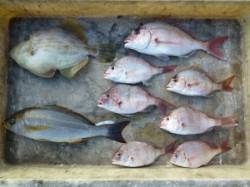 イサギ・小ダイ・マルハゲ！沖一文字でかご釣…