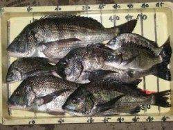 六本裏カセのチヌ、寒くなると大物が顔を見せてくれます♪