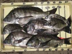 六本裏カセのチヌ、寒くなると大物が顔を見せ…